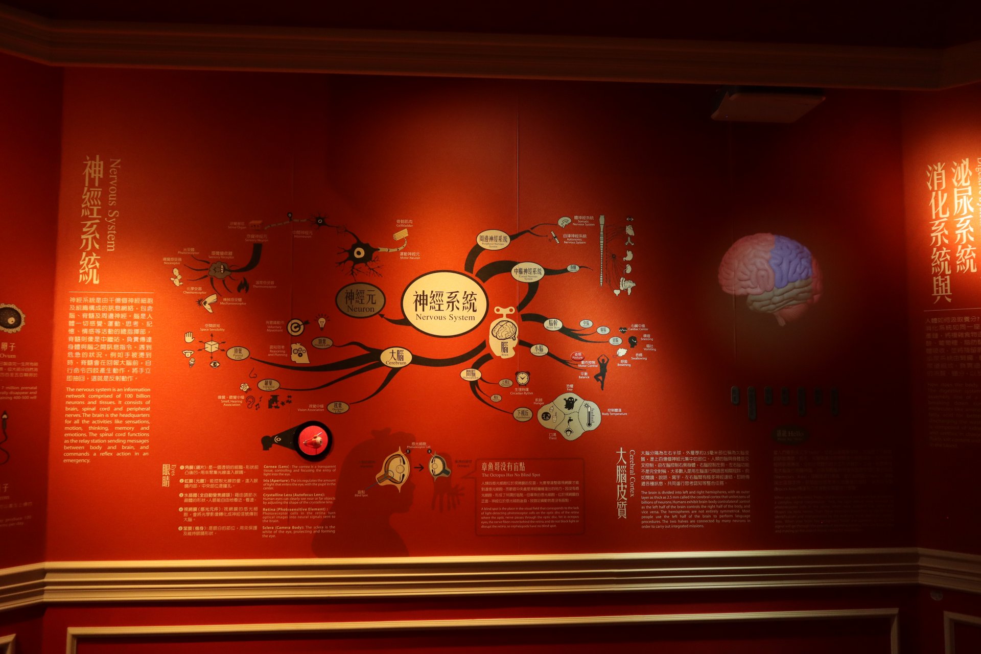 健康探索廳-神經系統