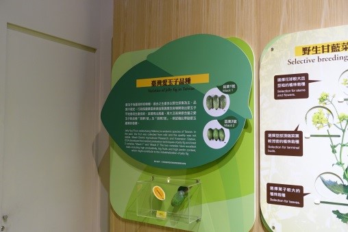 臺灣農業的故事-臺灣愛玉子品種