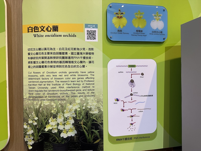 臺灣農業的故事-白色文心蘭