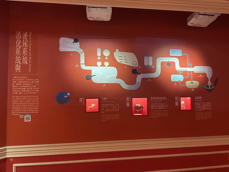 健康探索廳-消化系統