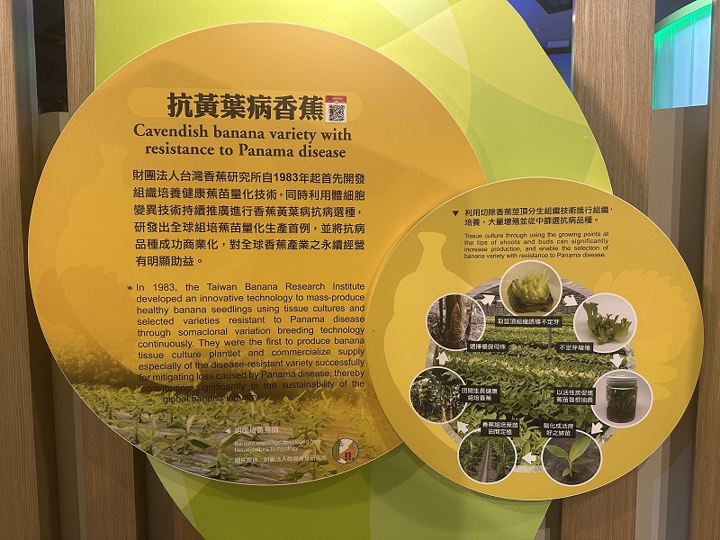 臺灣農業的故事-抗黃葉病香蕉